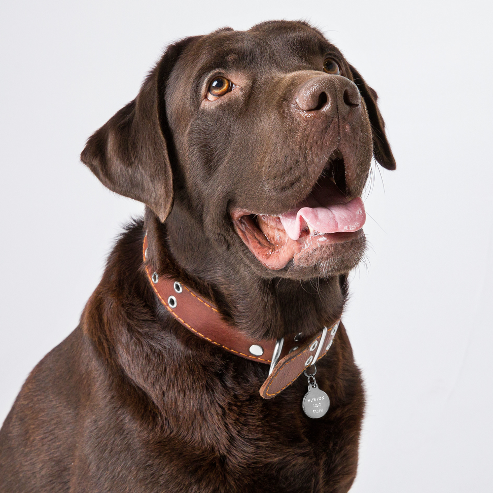 Brass Dog Tag for Collar - Personalized Pet Tag - Kyleemae Designs –  KyleeMae Designs